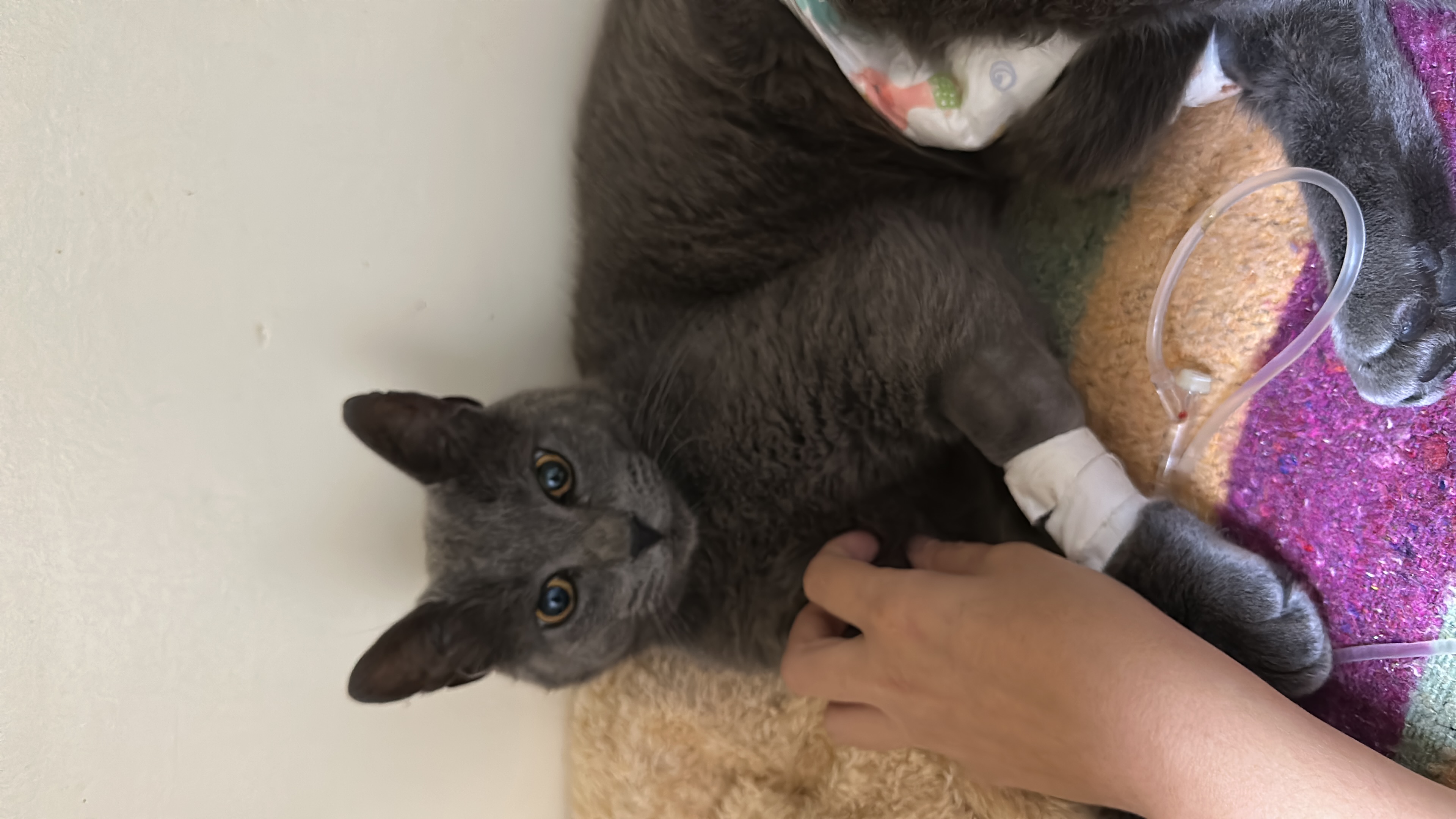 gatito-gris-del-barrio